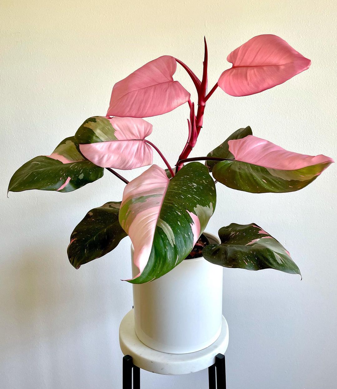 Philodendron Pink Princess - News Home Philodendron Pink Princess
