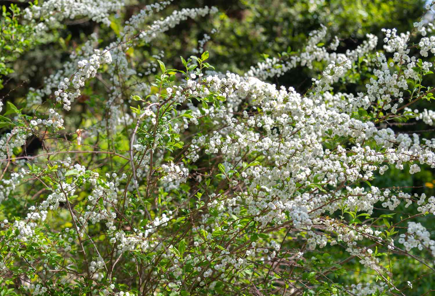 bridal wreath spirea