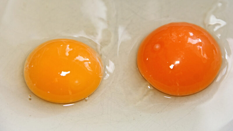 red egg yolk