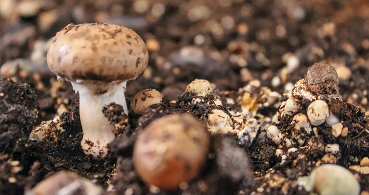 mushroom compost