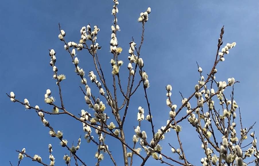 Pussy Willows - News Home Pussy Willows
