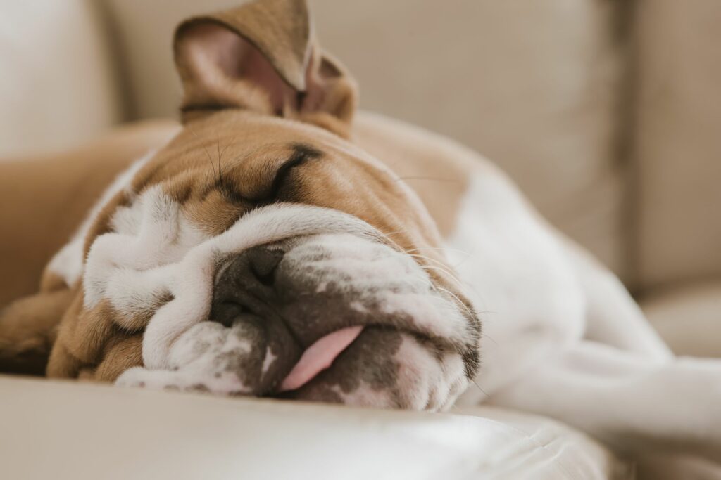 1509558462sleepingbulldog News Home Bulldog