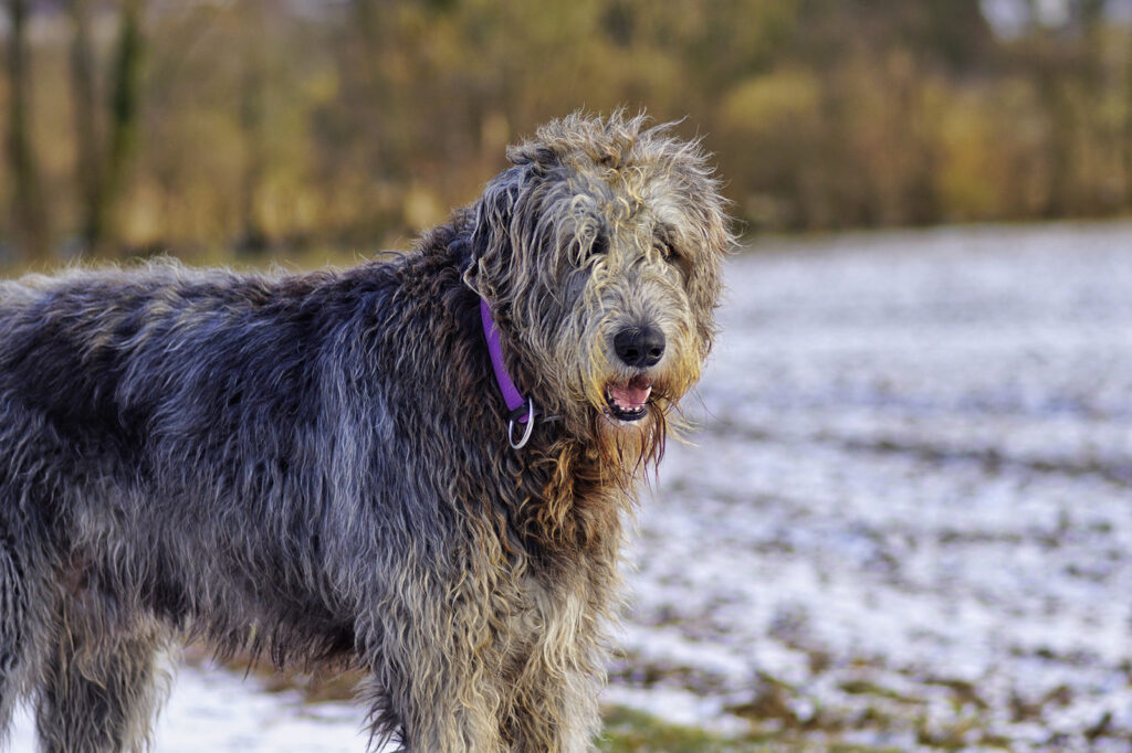 Irish Wolfhound On Field During Winter News Home Irish Wolfhound