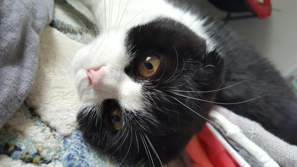 5752587a3e04c5ad687d346e6d029c13 News Home Scottish Fold