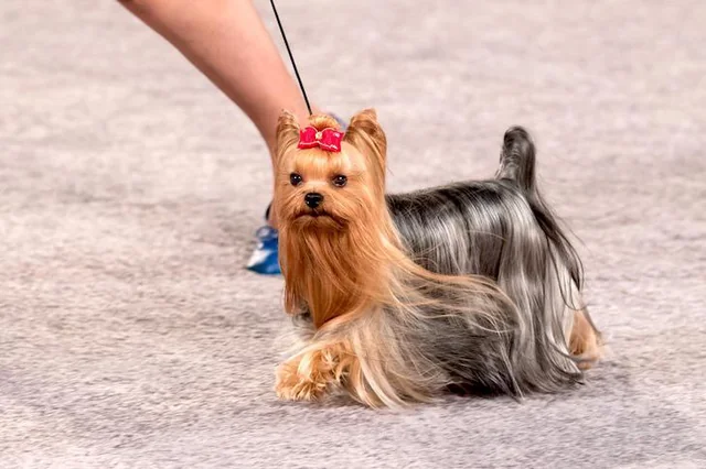 6rz6imdck7h91 News Home Yorkie Haircuts