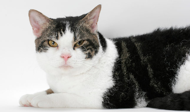 AmericanWirehair1645mk062211 News Home American Wirehair