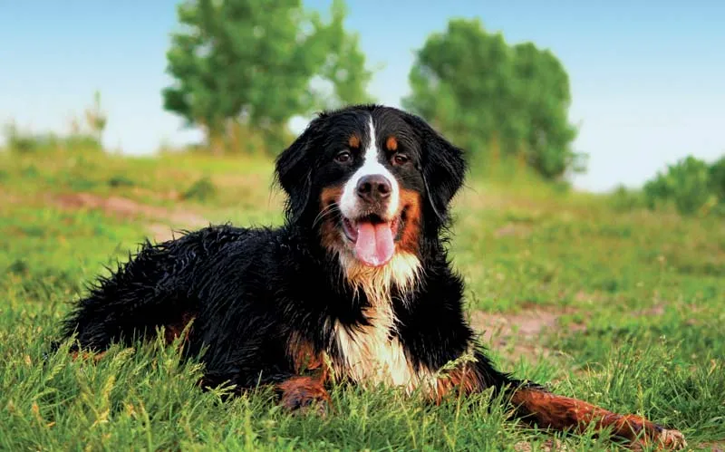 Bernesemountaindoggrass News Home Bernese Mountain Dog