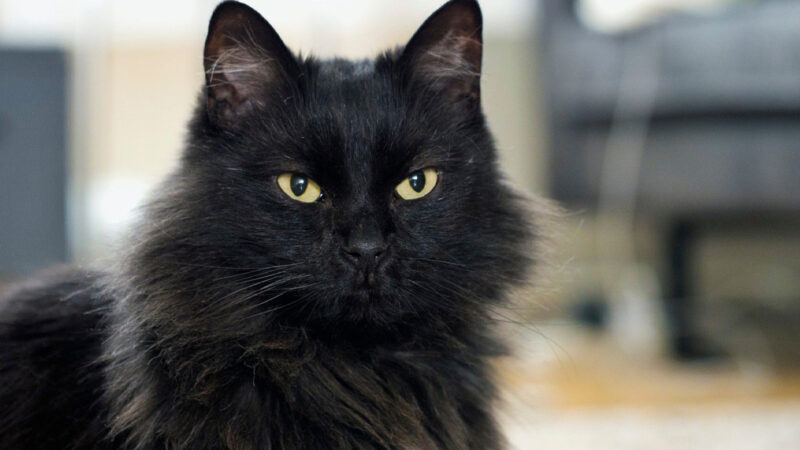 Black Maine Coon