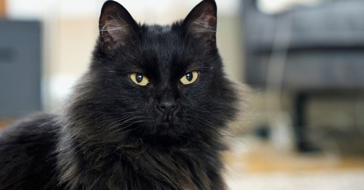 Black Maine Coon: Personality, Grooming, Colour & More