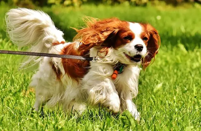 Cavalier3650x4251 News Home Cavalier King Charles Spaniel