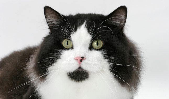 Cymric1645mk062211 News Home Cymric Cat