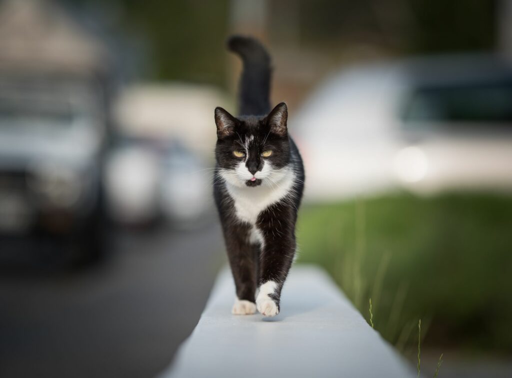 DomesticShorthairNilsJacobi20f86b00868d482492c4f87685725735 News Home Domestic Mixed Breed Cat Moggies