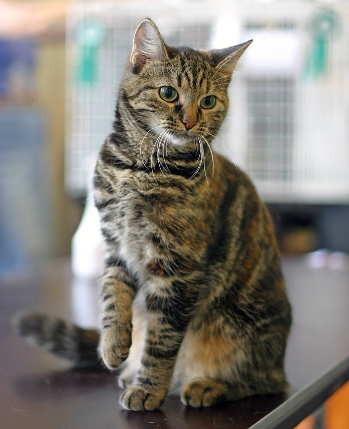 FemaleEuropeanshorthairincatshowHelsinki20050731 News Home European Shorthair