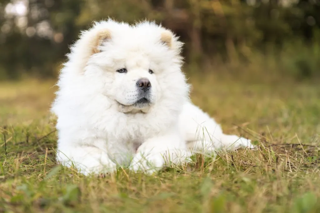 GettyImages1273546050e1691246673360 News Home Chow Chow