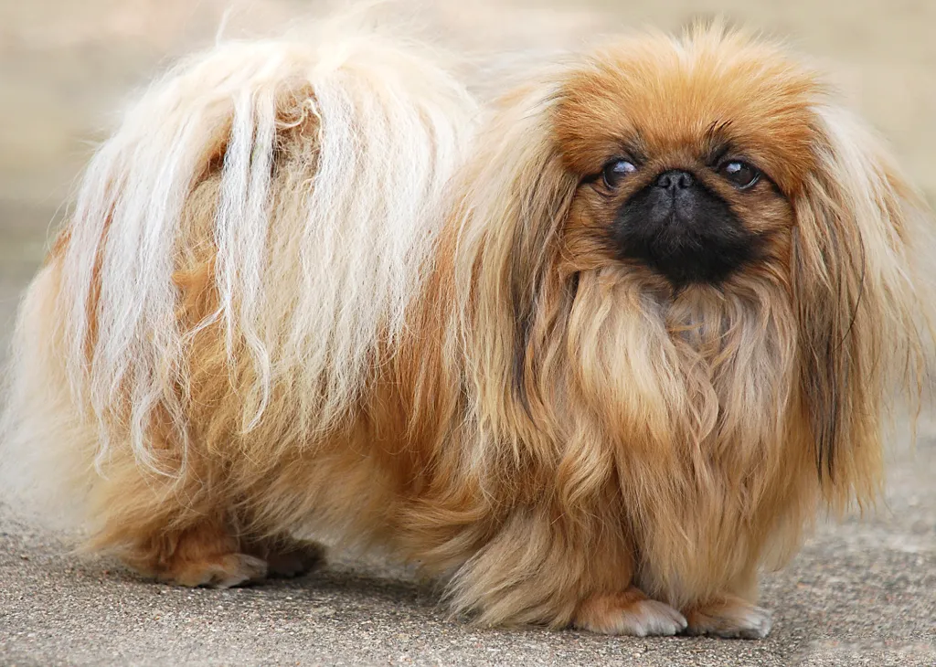GettyImages520131419 News Home Pekingese