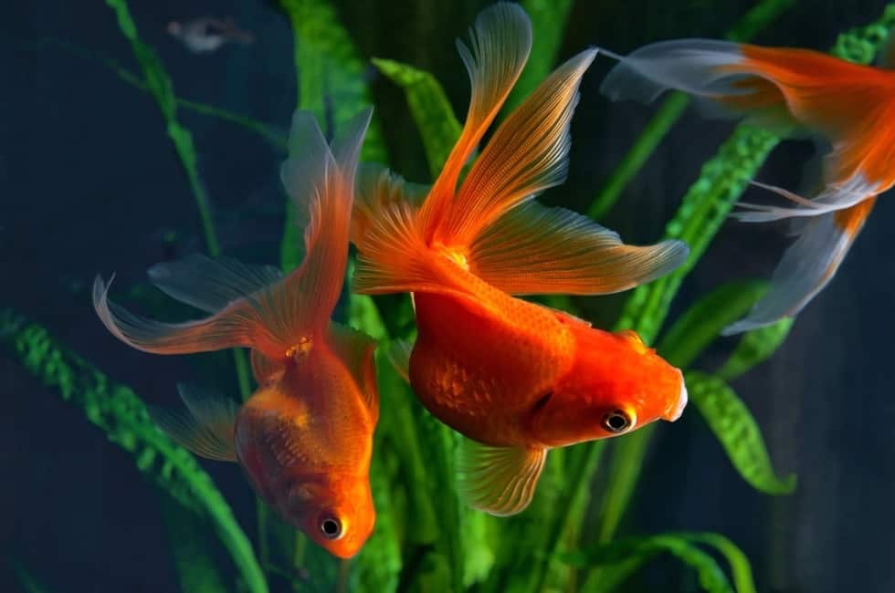 GoldfishTank News Home Goldfish Water Temperature