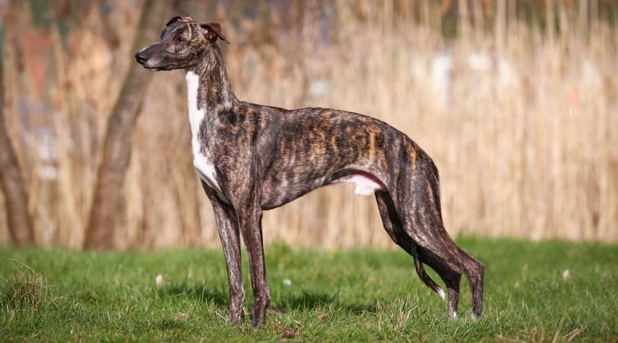 GreyhoundDogBreed News Home Greyhound