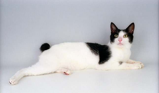 JapaneseBobtail3645mk0622111 News Home Japanese Bobtail