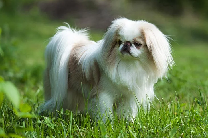 JapaneseChinstandingoutdoors News Home Japanese Chin