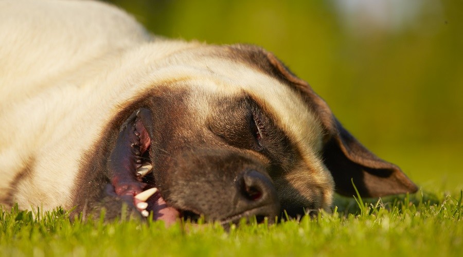 MastiffHavingNoEnergy News Home Mastiff