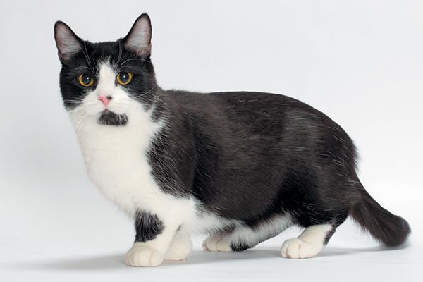 Munchkincatblackandwhiteoptimal News Home Munchkin