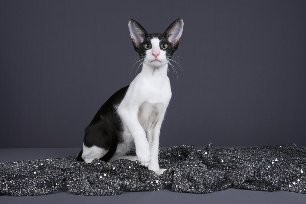 Orientalbicolourblackandwhite News Home Oriental Shorthair
