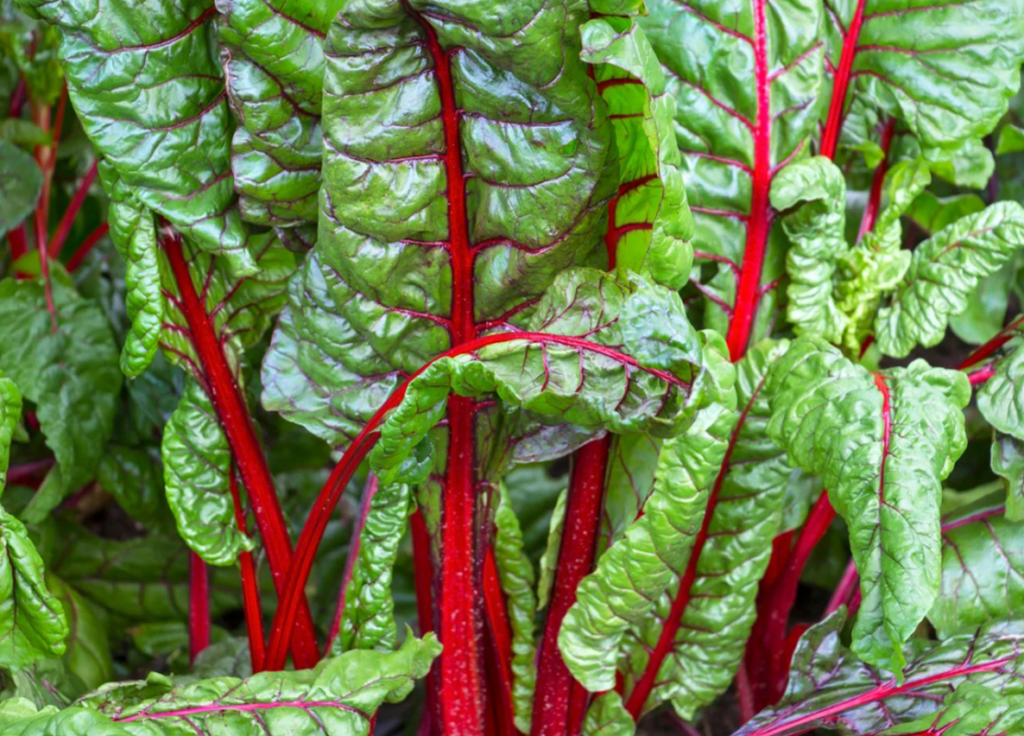 green vegetables News Home Swiss Chard