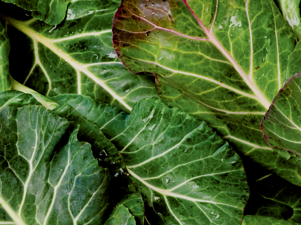 green vegetables News Home Collard Greens