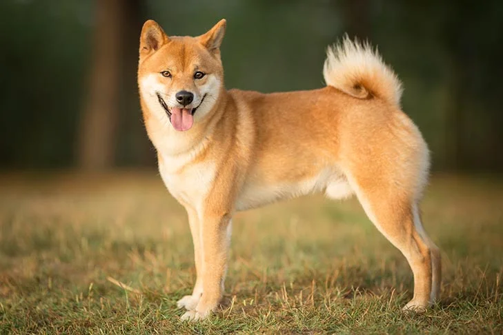 ShibaInustandinginprofileoutdoors News Home Shiba Inu