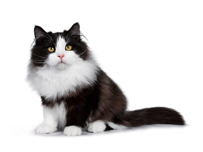 Siberian News Home Siberian Cat