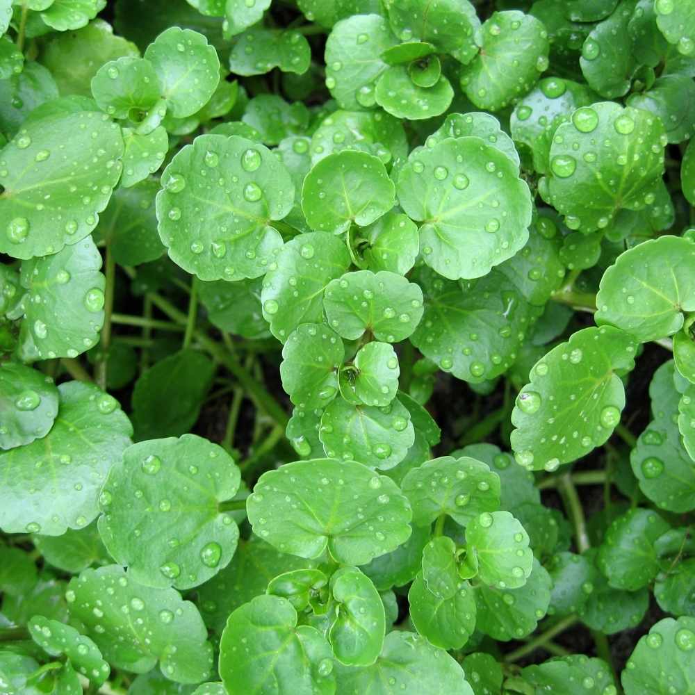 green vegetables News Home Watercress