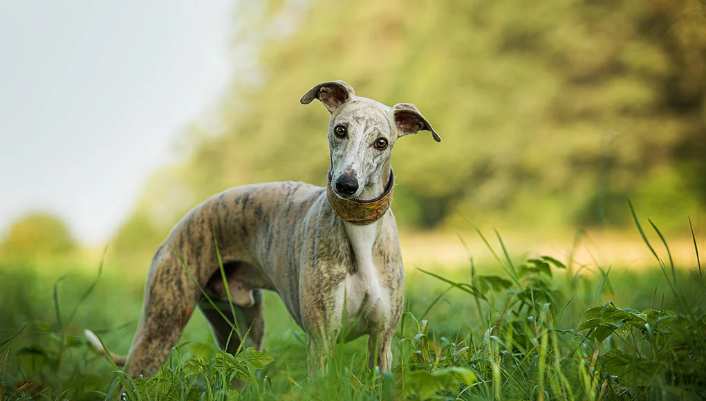 WhippetDogBreedFeatured News Home Whippet