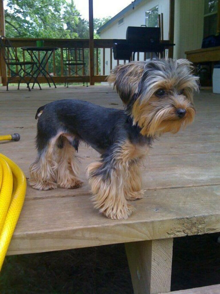 Yorkiehaircuts1 News Home Male Yorkie Haircuts