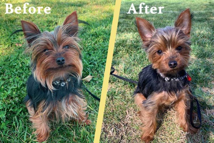 Yorkiepuppycutbeforeandaftere1646570150585 News Home Yorkie Before and After