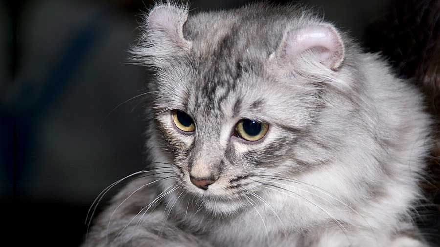 americancurl2 News Home American Curl