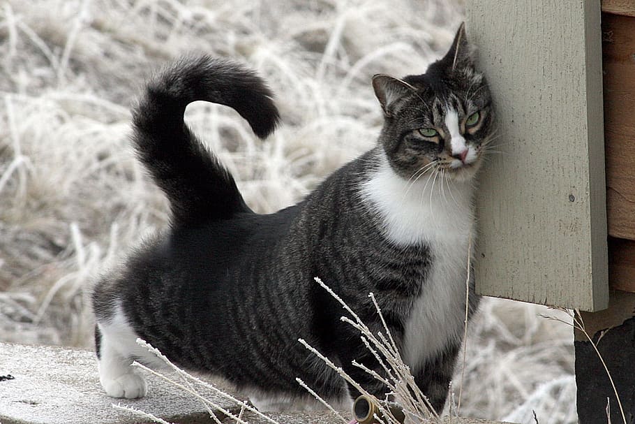 americanshorthaircatdomesticcatcatshorthair News Home American Shorthair