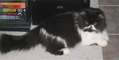 bicoloredPersianOreoVid001 News Home Persian