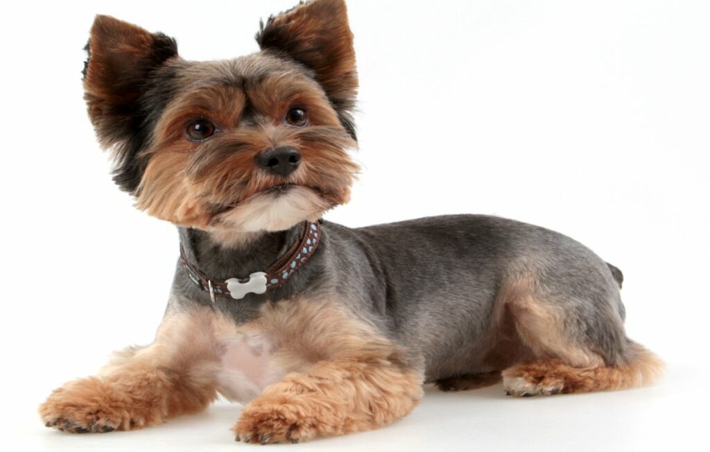 bigstockYorkshireTerrie74141575 News Home Puppy Cut