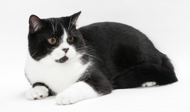 c3a01c4179ae606a5d1369bc390c0c06 News Home British Shorthair