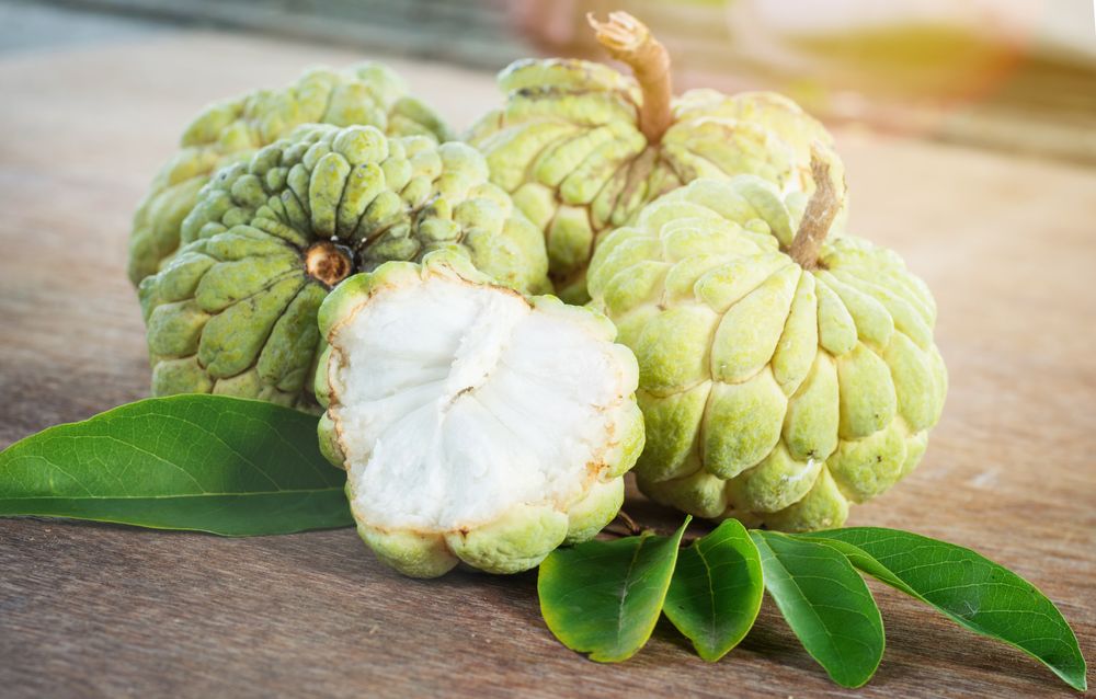 custard apple News Home custard apple