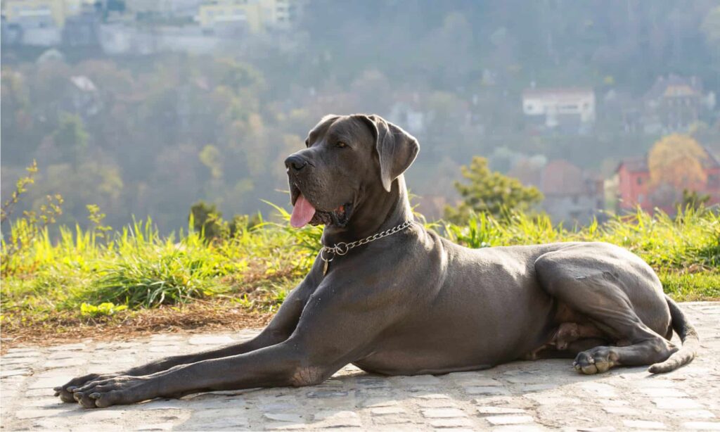 dogfoodforgreatdanesheader News Home Great Danes
