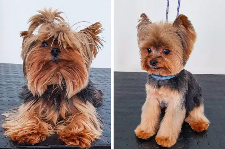 doggroominghaircuts11 News Home Yorkie Before and After