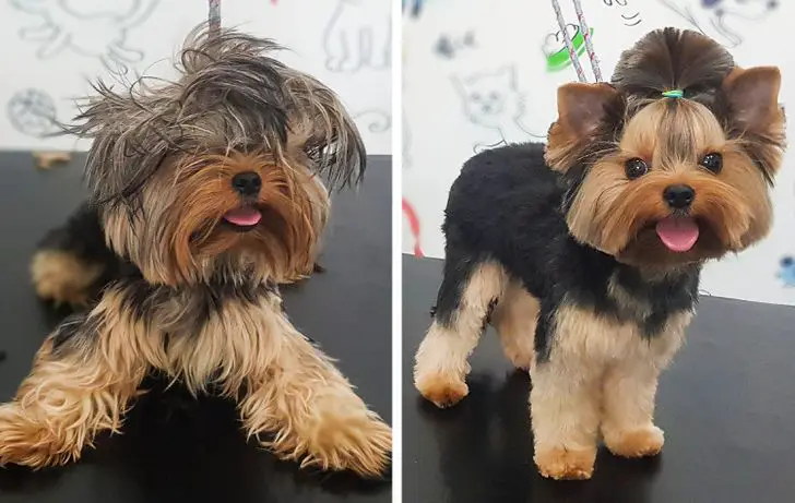 doggroominghaircuts13 News Home Yorkie Before and After