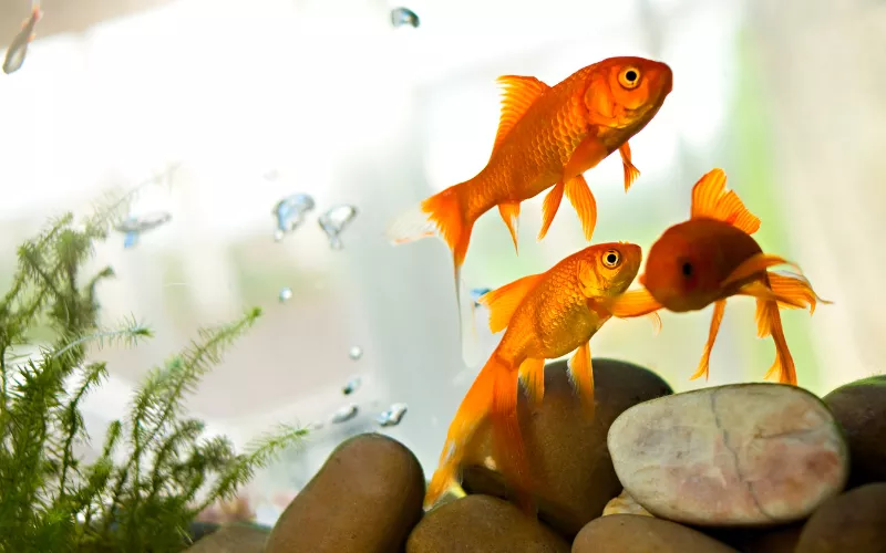 goldfishwatertemperature News Home Goldfish Water Temperature
