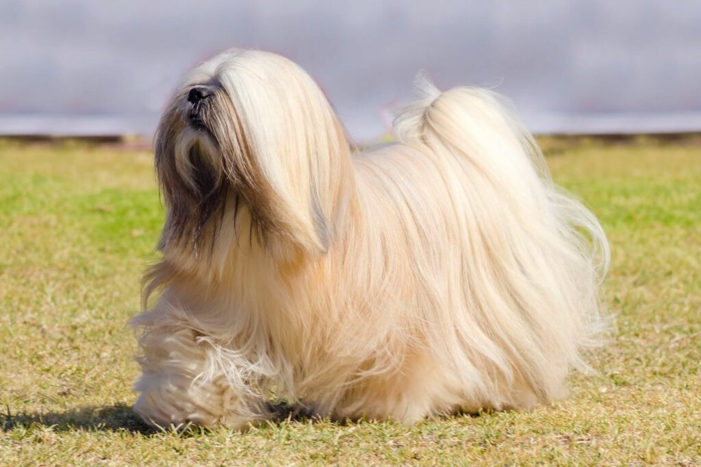 lhasaapsodogbreedprofile1117978caf1478b5ee8489997d75f3c97463f16 News Home Lhasa Apso
