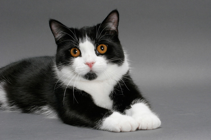 manxap6ssfgc News Home Manx Cat