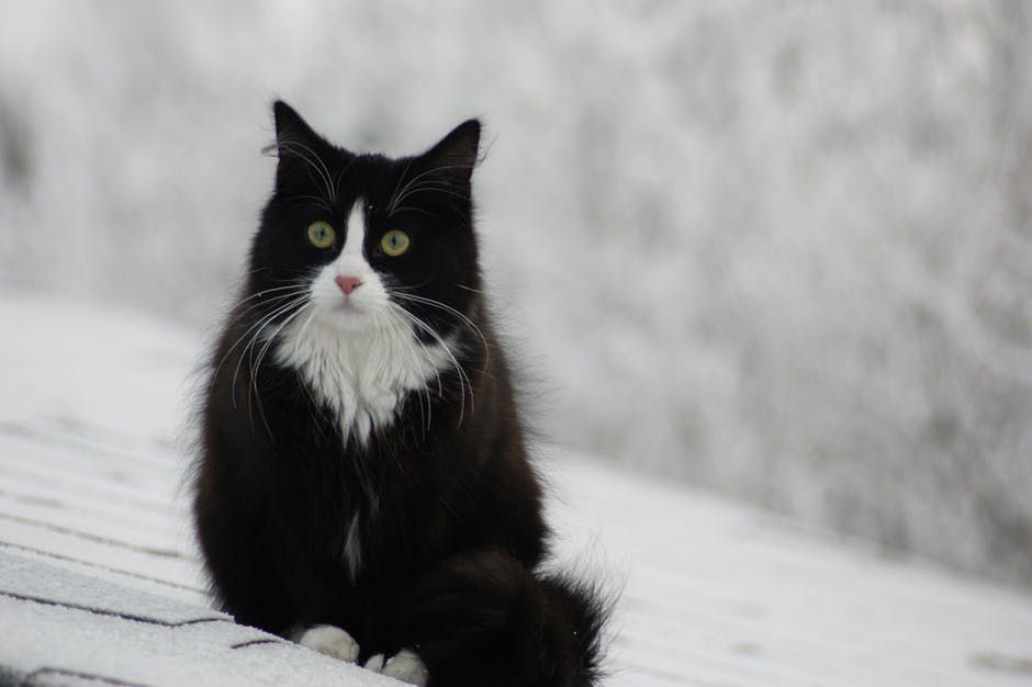 pexelsphoto5911365c09adb146e0fb000185a0a0 News Home Norwegian Forest