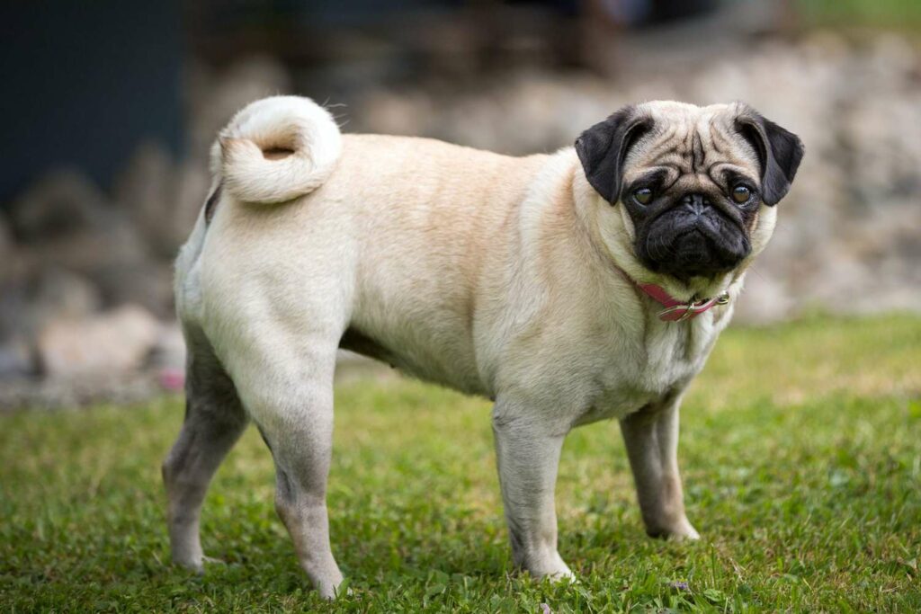 pugstanding5082646732000493c2909ff4849ba8c2e8c60c089bc64 News Home Pug