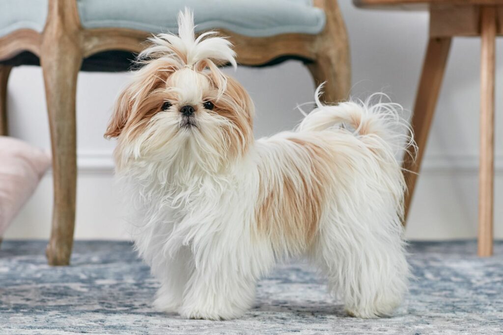 shihtzudogbreedprofile1117999hero5541b7f6f936478ca766d85ff5af202e News Home Shih Tzu
