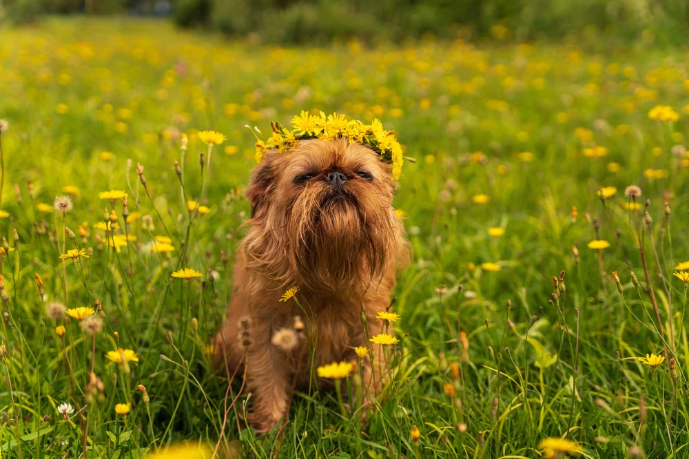 shutterstock2198304771 News Home Brussels Griffon